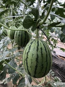 成县的吃瓜网红是谁